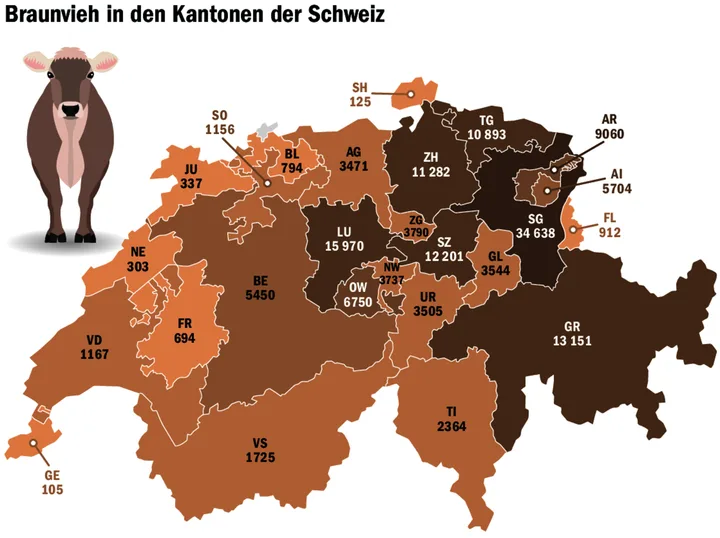 1e18c9b9c7a28167f0b92e91a0cde8b17f9bf7179dfc42f3a4e8d774b5928807 St. Gallen ist die Hochburg der Braunen Kuh. Wie die Zahlen von Braunvieh Schweiz zeigen, ist sie aber in der ganzen Schweiz beheimatet.