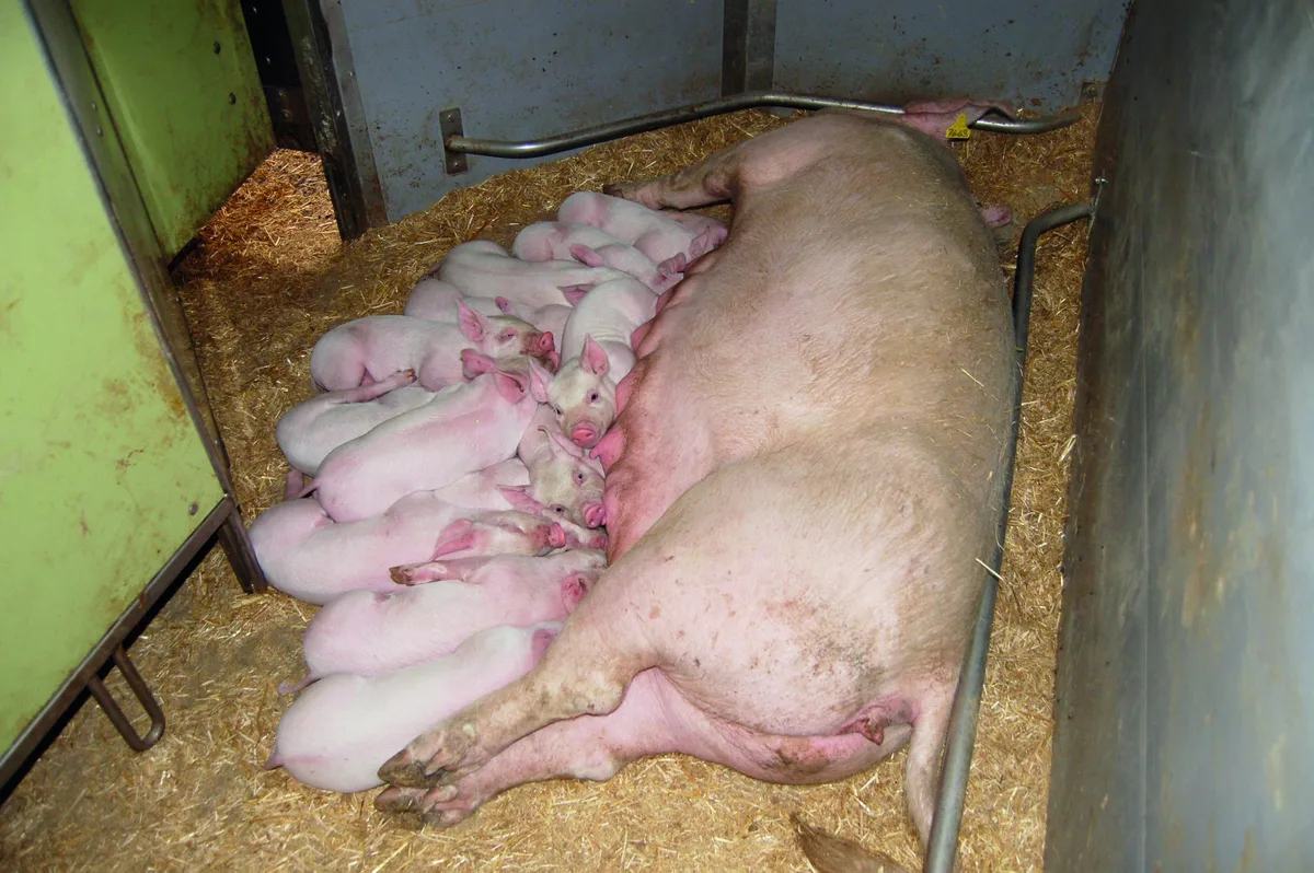 dg_21-12_th2_bild01 Eine Muttersau säugt ihre Ferkel.
