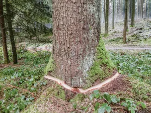 Nein, da waren keine Frevler am Werk. An Mondtagen wurden geeignete Bäume geringelt, um den Saftstrom zu unterbrechen. Gefällt wird erst nach der Austrocknung. (Bilder Josef Scherer)