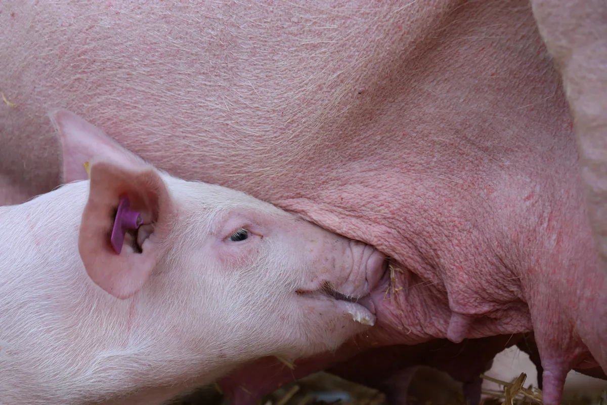 b8551da4fa087e4913391a84501d9305fd6c1124 Eine verlängerte Stillzeit wäre nützlich, um Ferkel ausschliesslich biologisch zu füttern. (Bild BauZ)