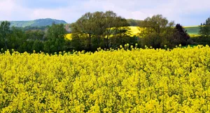 Man soll nicht ausländisches Palmöl importieren, sondern die inländische Raps-Produktion fördern, meint die Sals. (Bild Pixabay)