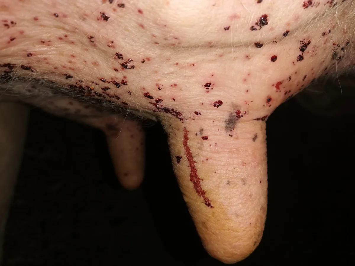 36d860534b5947b28f40f55c248a889c8c595552 Krustenbedeckte Blutpunkte beim abendlichen Melken weisen auf den Befall durch die Kriebelmücke hin. (Bilder Reto Betschart)