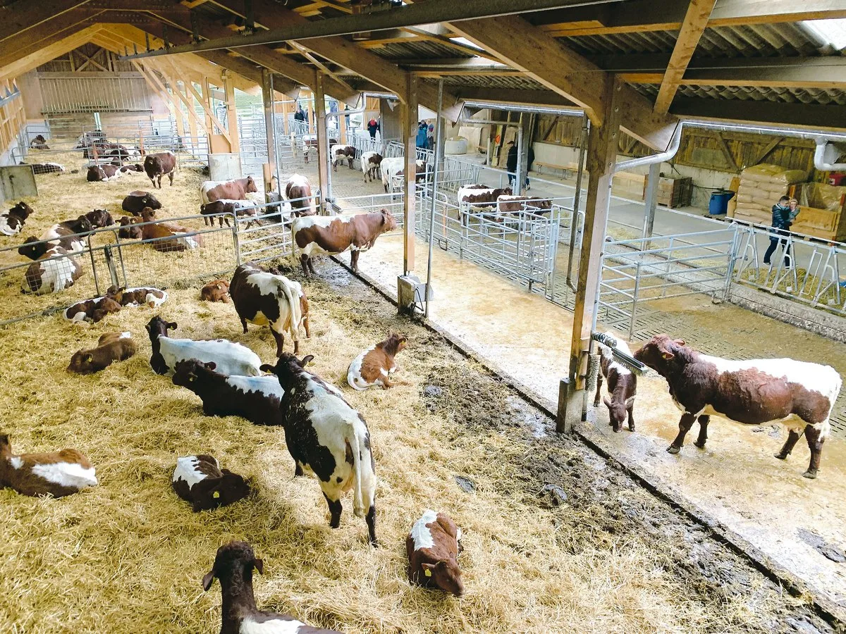 9dadc10bbfc9a82f6ba57af5840cac4ad877d690 Blick in den Mehrraum-Laufstall für Pinzgauer-Mutterkühe bei Familie Probst in Rotkreuz. Hier hat es Platz für 24 Muttertiere. (Bild Josef Scherer)