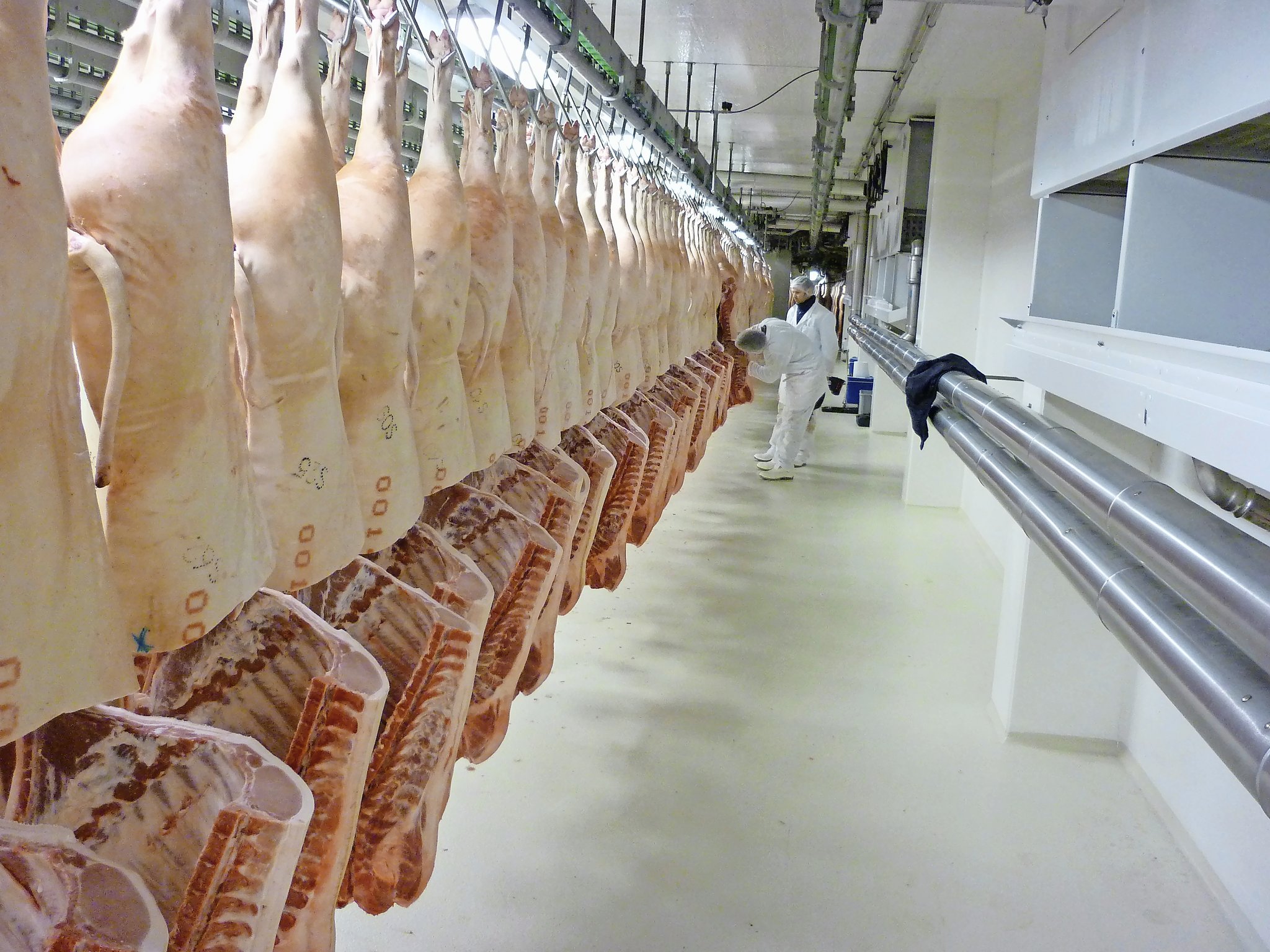 Der Aufwand für das systematische Wiegen der Tiere zahlt sich durch geringere Abzüge deutlich aus