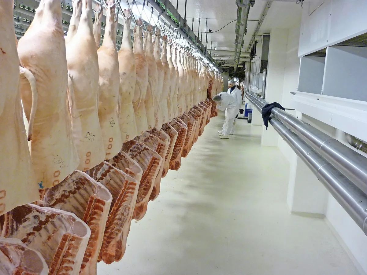 DG_25-01_SA_Schlachtha__lften_Schwein_Suisag Der Aufwand für das systematische Wiegen der Tiere zahlt sich durch geringere Abzüge deutlich aus