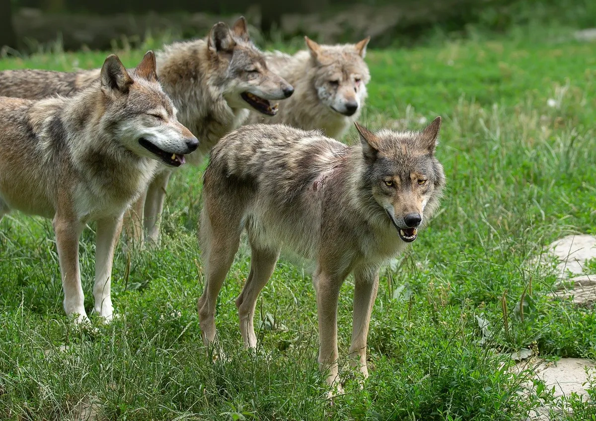 172e9fbf953e4bd567d7d9bc0bd357f019fe7ce7 Zwar wirkt ein ganzes Rudel Wölfe bedrohlicher als ein Einzeltier. Laut SRF-Dok richten Wölfe im Familienverband aber weniger Schaden an, als allein umherstreifende Individuen. (Bild Pixabay)
