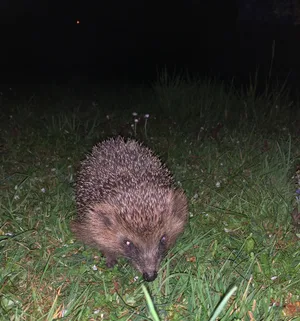 Igel gehören bereits zu den bedrohten Tierarten. Nun erschwert ihnen das anhaltend trockene Wetter die Futtersuche.