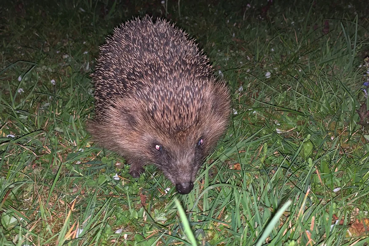 Igel Igel gehören bereits zu den bedrohten Tierarten. Nun erschwert ihnen das anhaltend trockene Wetter die Futtersuche.