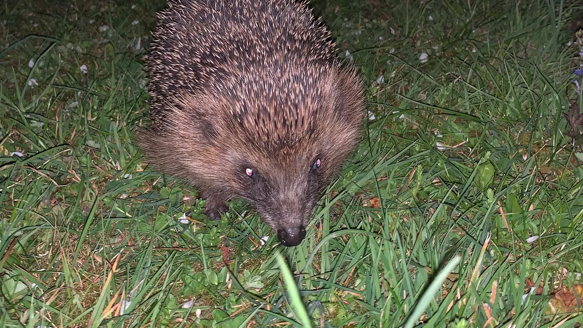 Igel Igel gehören bereits zu den bedrohten Tierarten. Nun erschwert ihnen das anhaltend trockene Wetter die Futtersuche.