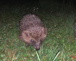 Igel gehören bereits zu den bedrohten Tierarten. Nun erschwert ihnen das anhaltend trockene Wetter die Futtersuche.