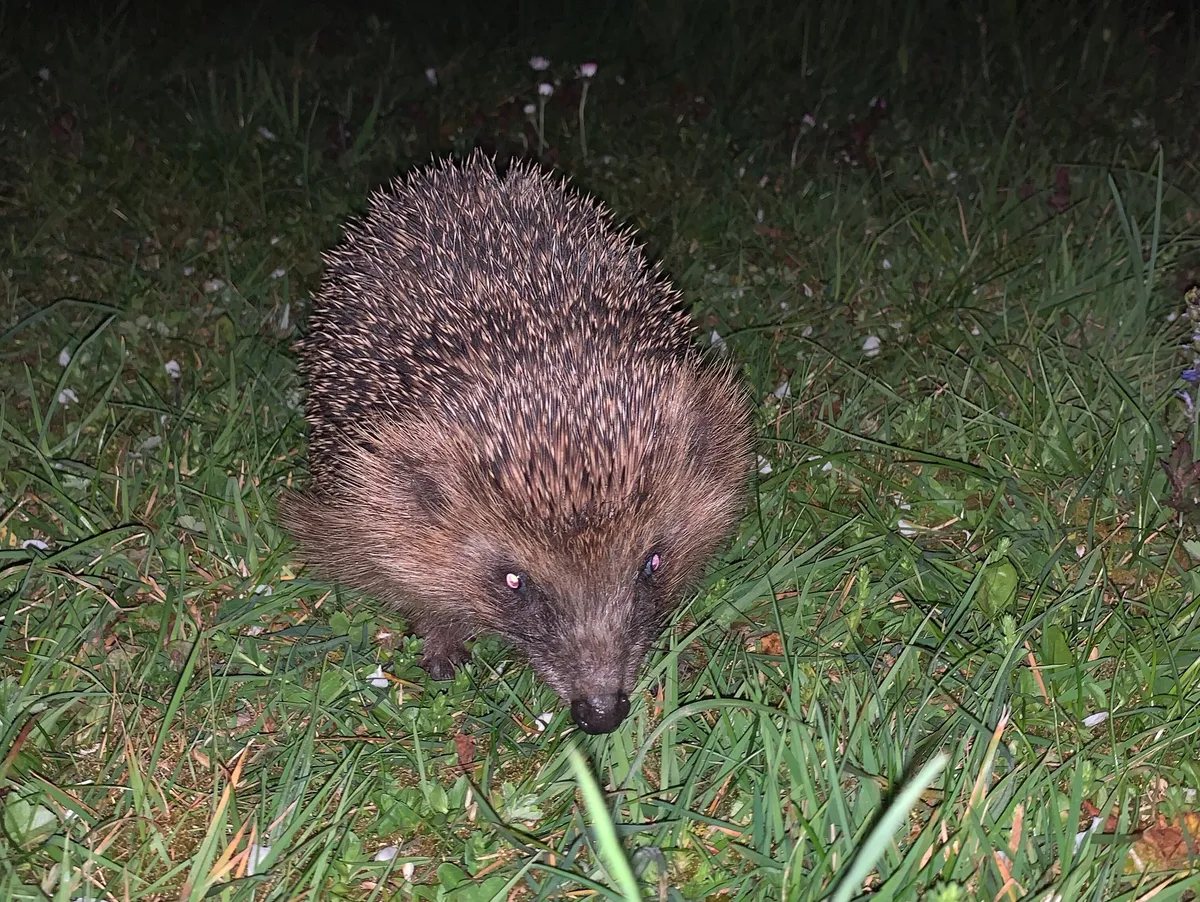 Igel gehören bereits zu den bedrohten Tierarten. Nun erschwert ihnen das anhaltend trockene Wetter die Futtersuche. 