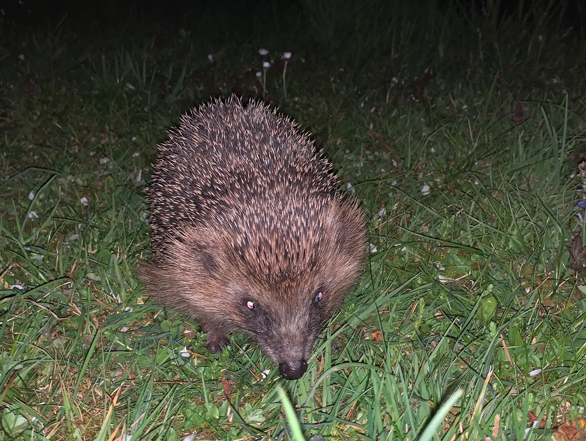 Igel gehören bereits zu den bedrohten Tierarten. Nun erschwert ihnen das anhaltend trockene Wetter die Futtersuche. 
