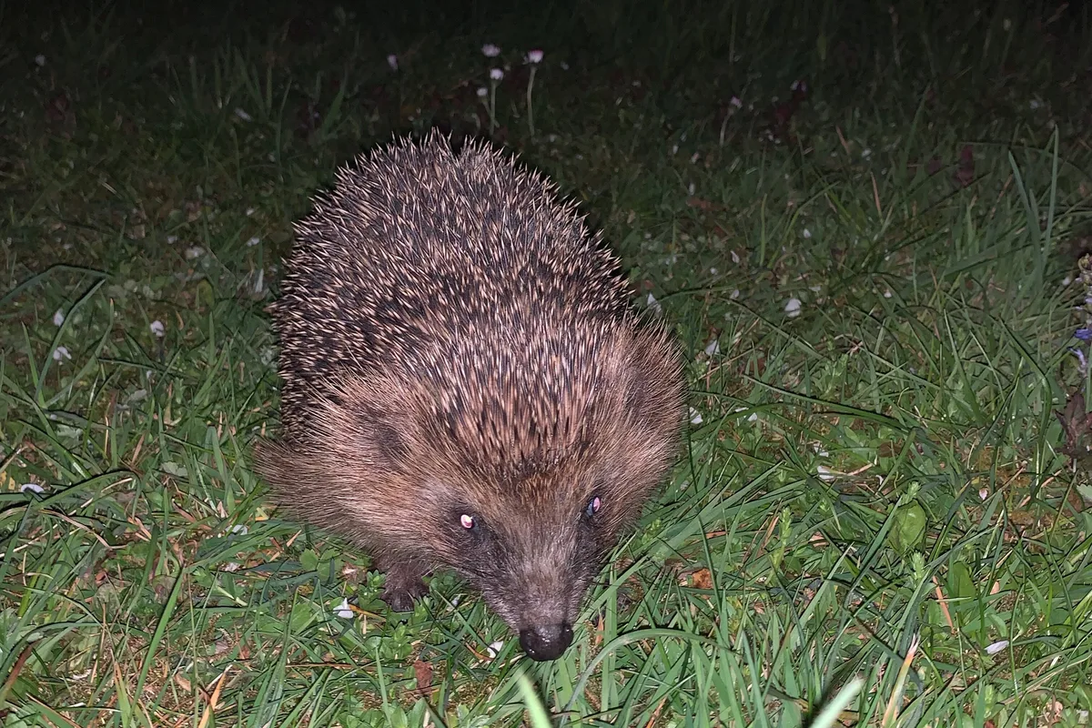 Igel Igel gehören bereits zu den bedrohten Tierarten. Nun erschwert ihnen das anhaltend trockene Wetter die Futtersuche.