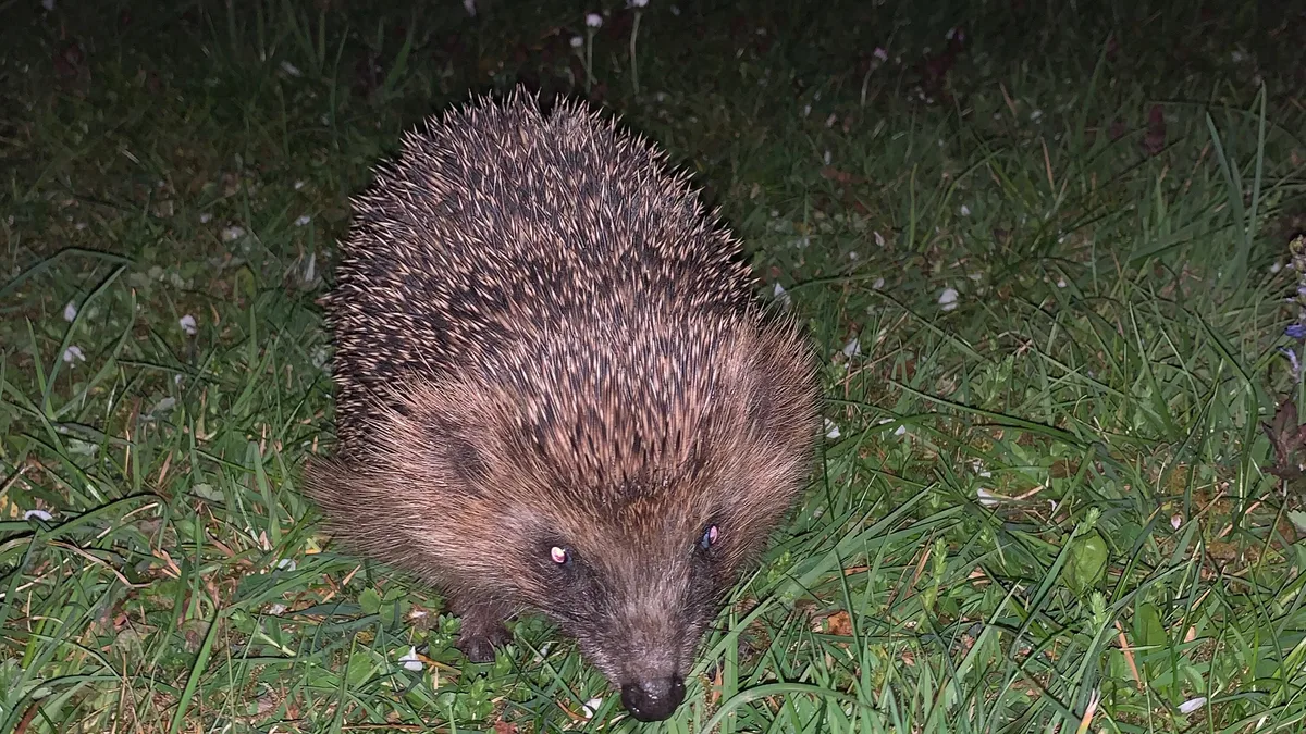 Igel Igel gehören bereits zu den bedrohten Tierarten. Nun erschwert ihnen das anhaltend trockene Wetter die Futtersuche.