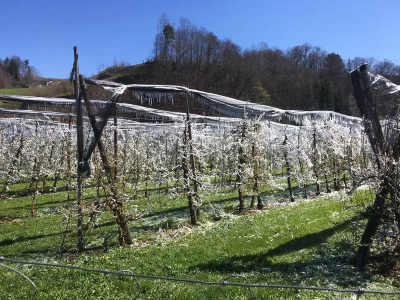 8082d86872af536f06dbbb0eb89450e875f1bd6e In der Schweiz haben die Obstbauern derzeit mit frostigen Nachttemperaturen zu kämpfen. Hier eine beregnete Obstplantage im Kanton Bern. (Bild jsc)