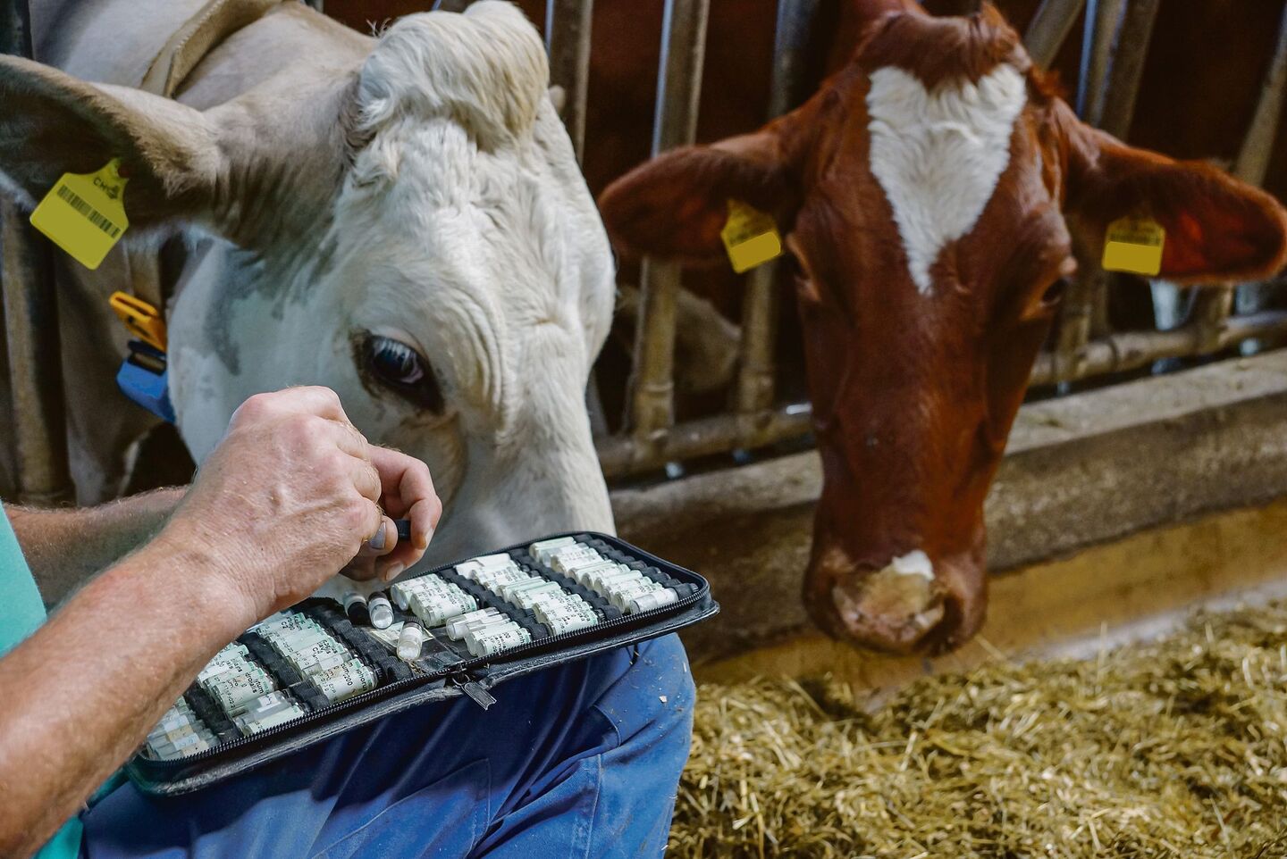 Homöopathische Mittel sollen den Verbrauch von Antibiotika im Stall senken.