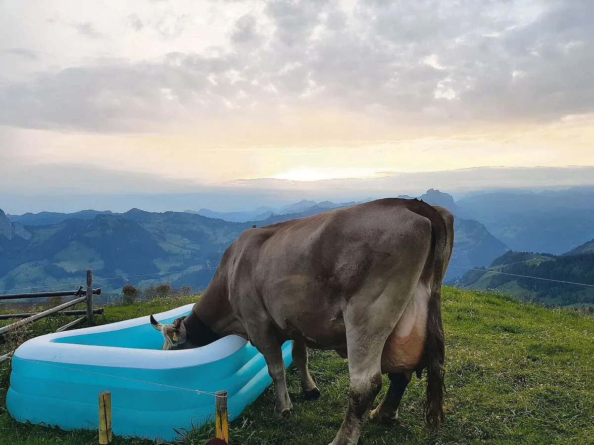 7c783114cb7a2cf73c31142c041ad09d4d85f6ea1dbf80ec57fa9c0b6c783727 Trotz des heissen Sommers war auf den Schwyzer Alpen die Wasserversorgung der Tiere grossmehrheitlich sichergestellt.