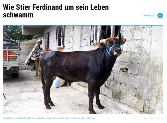 4356106f65d80e0cae900e3d17e5654b3135c0b8 Ferdinand hat seine Flucht gut überstanden, das Salzwasser hat seine Zähne in Mitleidenschaft gezogen, aber ansonsten erfreut er sich bester Gesundheit. (Bild Screenshot Augsburger Allgemeine)