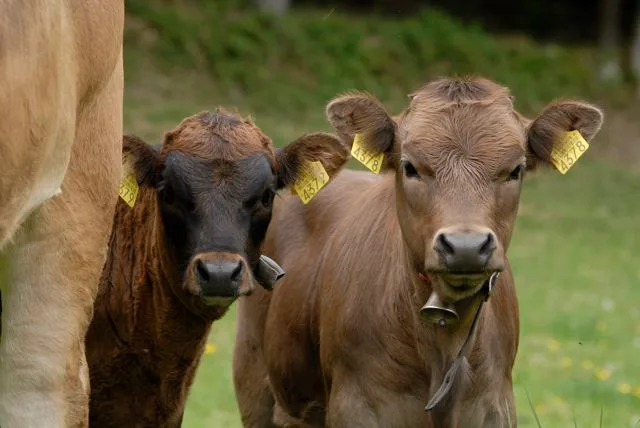 273ce399ffcfd49908a08f56532d9f857d6a65c9 Natura-Veal-Kälber sind von Geburt an bei der Mutter und werden unmittelbar nach dem Absetzen im Alter von rund fünf Monaten geschlachtet. (Bild BauZ)