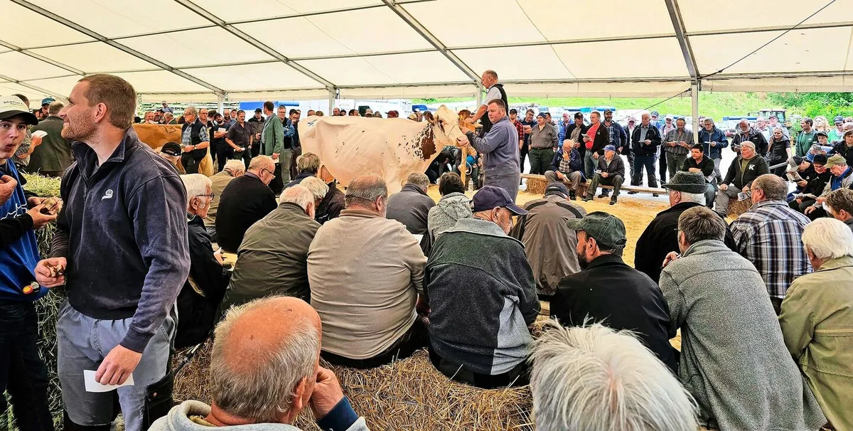 Sie weiss zu gefallen: Rebin Power Liz erzielte mit 5000 Franken den höchsten Tagespreis. Die leistungsstarke Red-Holstein-Kuh ist frisch gekalbt in zweiter Laktation und vereint auf ihren Papieren interessante Kuhlinien.