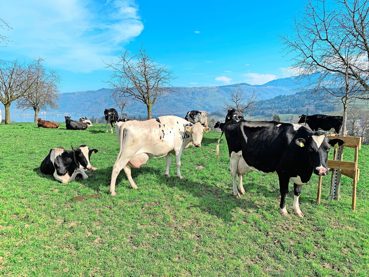 Weidebeginn für Rindvieh: Nur noch bis Ende März gelte die vektorfreie Periode, ab dann müsse mit mehr Mücken gerechnet werden, welche die Blauzungenviren übertragen.