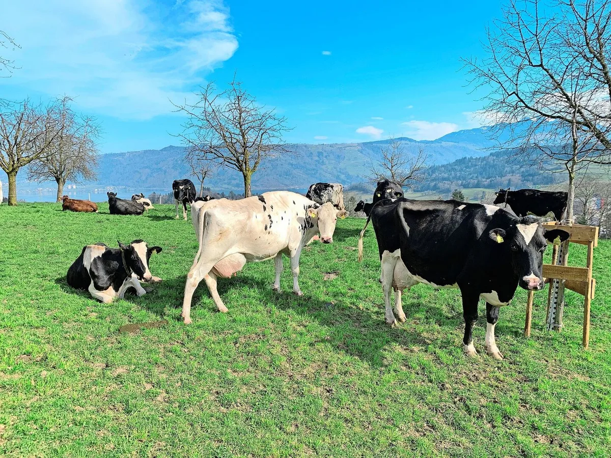 Weidebeginn für Rindvieh: Nur noch bis Ende März gelte die vektorfreie Periode, ab dann müsse mit mehr Mücken gerechnet werden, welche die Blauzungenviren übertragen.