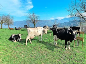 Weidebeginn für Rindvieh: Nur noch bis Ende März gelte die vektorfreie Periode, ab dann müsse mit mehr Mücken gerechnet werden, welche die Blauzungenviren übertragen.