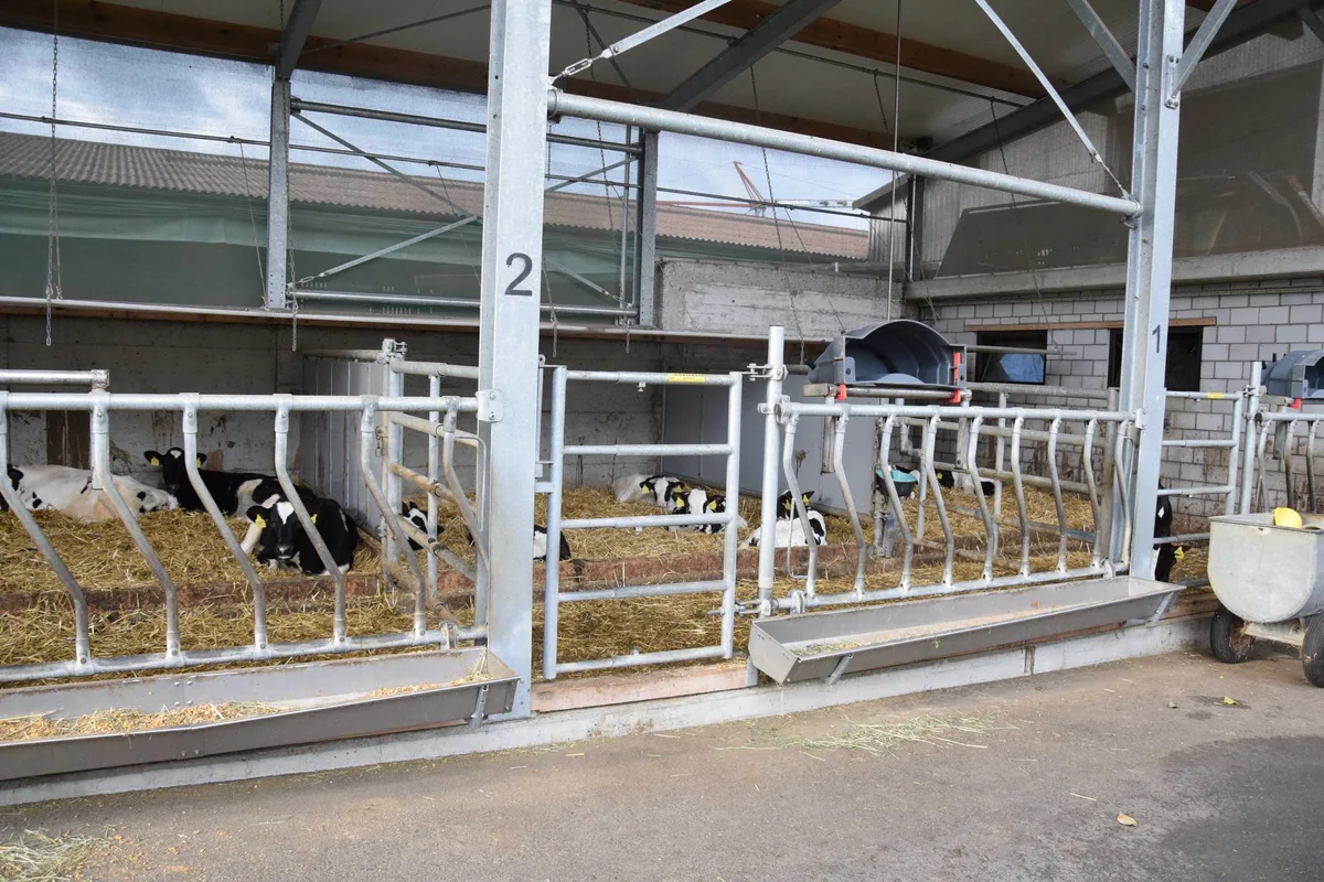 e711d7640bca68807c9f6b868217ea908fa048e3 Die klimatischen Verhältnisse im Strickhof-Kälberstall sind ähnlich wie im abgebildeten. Er befindet sich in einem grossvolumigen Gebäude. (Bild: Jasmine Baumann)