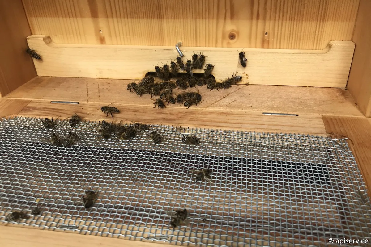 flugbrett_tote_bienen «Die meisten Bienenvergiftungen hätten vermieden werden können»