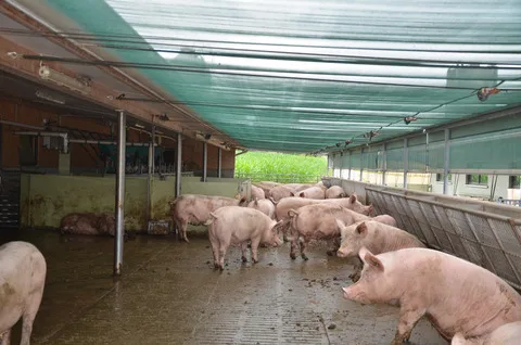 c3b69a0facdad2be142354d8d1ceaf670db0002f Auch 2019 mussten im Sommer die Tiere vor der Hitze geschützt werden. Allerdings war dieser Sommer im Durchschnitt weniger heiss als 2018. (Bild BauZ)