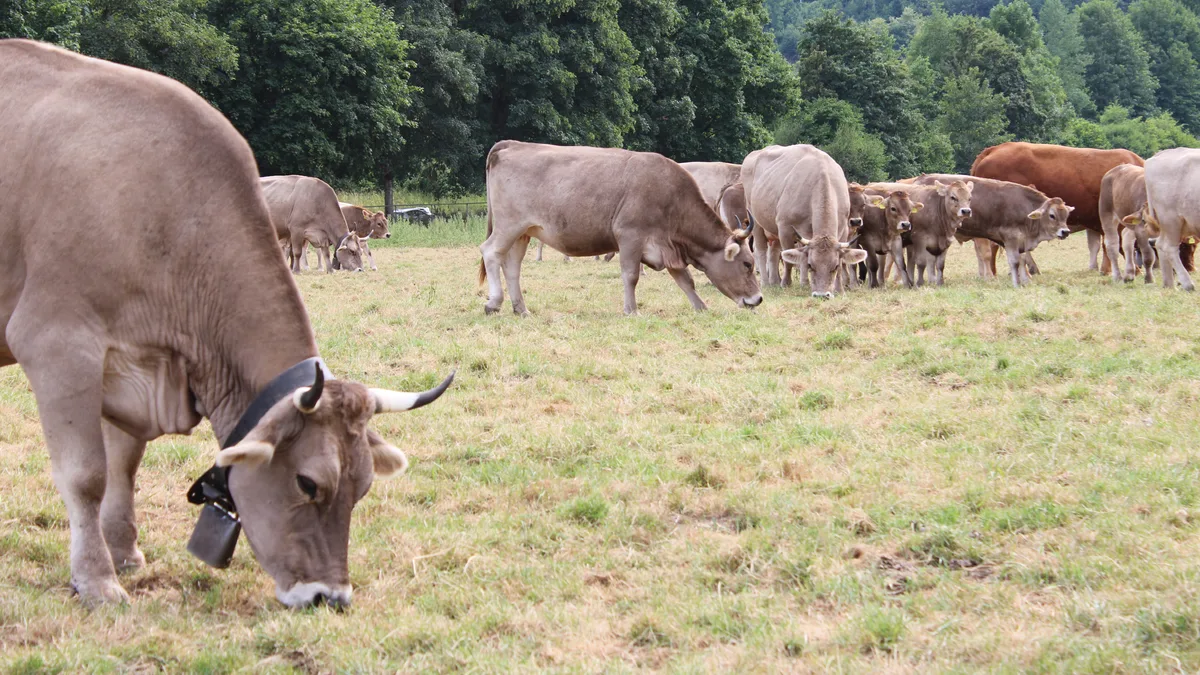 Unknown-1.jpeg Mit Mutterkühen lassen sich ansonsten schwer nutzbare Flächen monetarisieren, sagt Agronomin Fanny Rediger.
