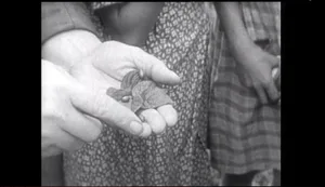 Ein Film aus den Dreissigerjahren zeigt, wie damals gegen den Kartoffelkäfer vorgegangen wurde - auch Schüler wurden für die Bekämpfung eingespannt.
