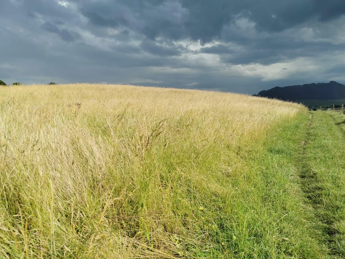 Bei der Mahd muss auch immer das Wetter mitspielen: Dieses reife, goldgelbe Ökoheu muss noch warten – da ist Regen im Anzug. (Bild sb)