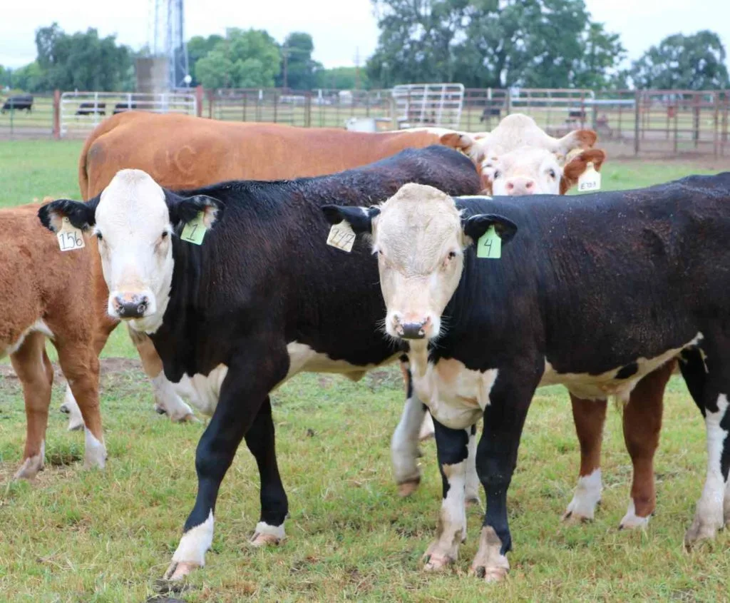 01cdadd3ce0d80eb8e69775e65594a4c829d4144 "Natürlich hornlose Kühe" sollten laut Recombinetics nur natürlich bei Kühen vorkommende Gene enthalten. Das scheint nun doch nicht der Fall zu sein. (Bild Recombinetics)