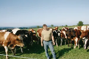 Diese Ochsenherde hat zwar einen tierischen Boss, aber dass Betriebsleiter Peter Helbling der Chef ist, ist klar ersichtlich. Die Tiere halten einen gewissen Abstand. Den fordert Helbling auch ein. (Bilder aw)