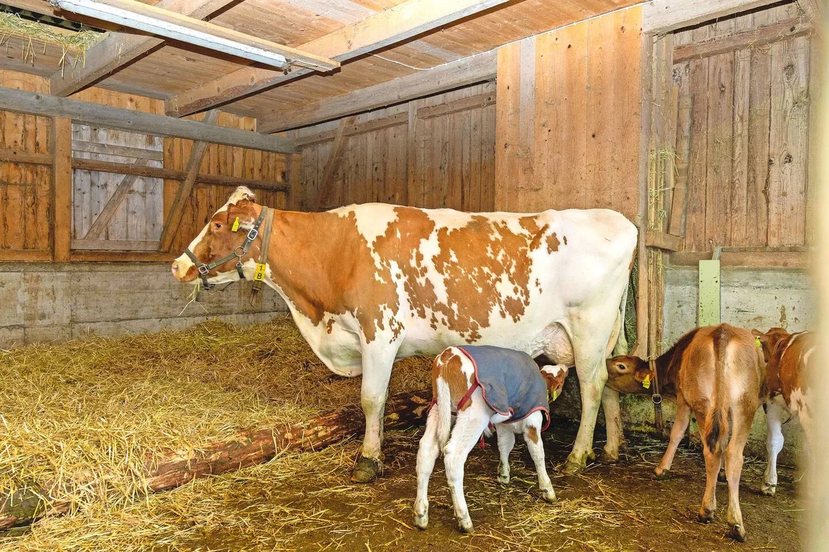 Ammen werden meistens auf Milchbetrieben eingesetzt, um mehrere Kälber mit Milch zu versorgen.