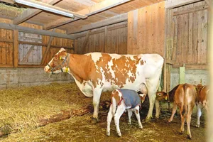 Ammen werden meistens auf Milchbetrieben eingesetzt, um mehrere Kälber mit Milch zu versorgen.
