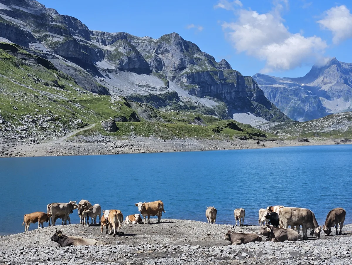 Der idyllische Glattalpsee lädt Mensch und Vieh zum Verweilen ein. Die Aussicht auf die Bergwelt ist eindrücklich.