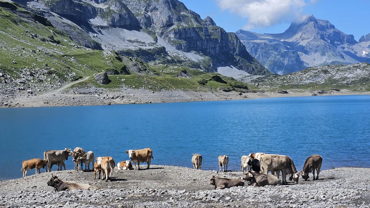Der idyllische Glattalpsee lädt Mensch und Vieh zum Verweilen ein. Die Aussicht auf die Bergwelt ist eindrücklich.