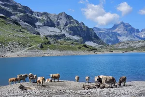 Der idyllische Glattalpsee lädt Mensch und Vieh zum Verweilen ein. Die Aussicht auf die Bergwelt ist eindrücklich.