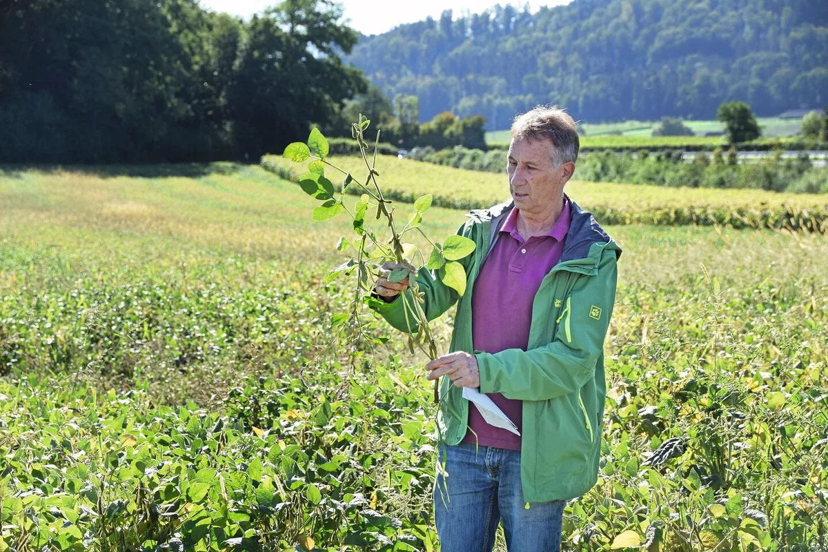 Hansueli Dierauer auf einem seiner Flurgänge, in einem Sojafeld, in dem er eine Sojapflanze in der Hand hält und untersucht.