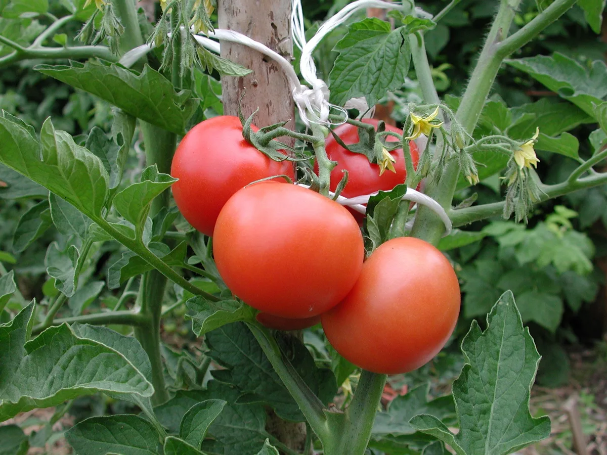 Tomaten_4 Neue PSM-Zulassungen im Gemüsebau