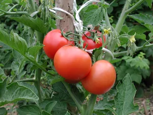 In Tomaten im Gewächshaus darf das Produkt Isonet T gegen die Tomatenminiermotte mit Notfallzulassung eingesetzt werden.