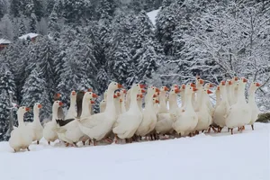 Schnee finden die Weidegänse zwar ganz in Ordnung, doch wenn nirgends mehr Grasbüschel hervorschauen, wird es schnell langweilig. (Bilder lid/as)