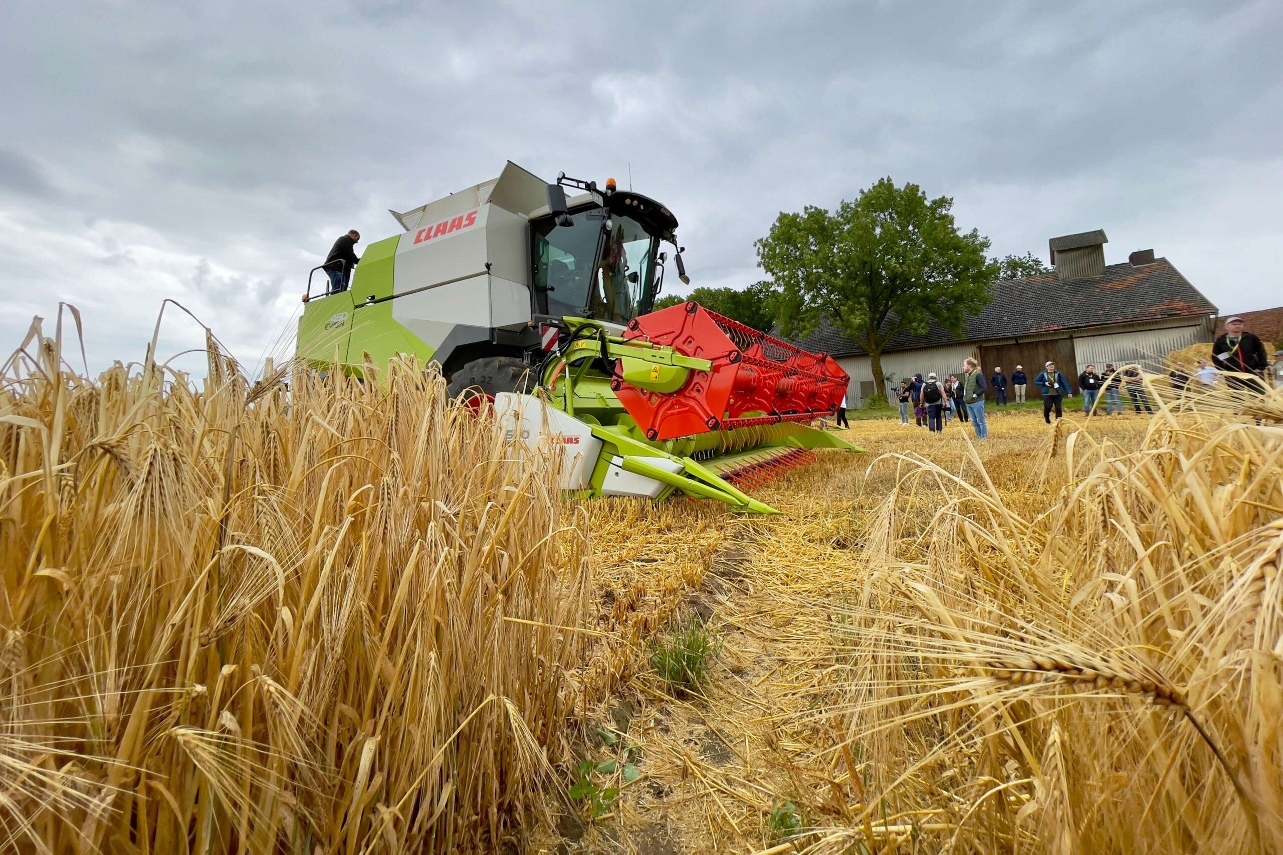 Ein Mähdrescher Claas Evion 450 im Weizenfeld.