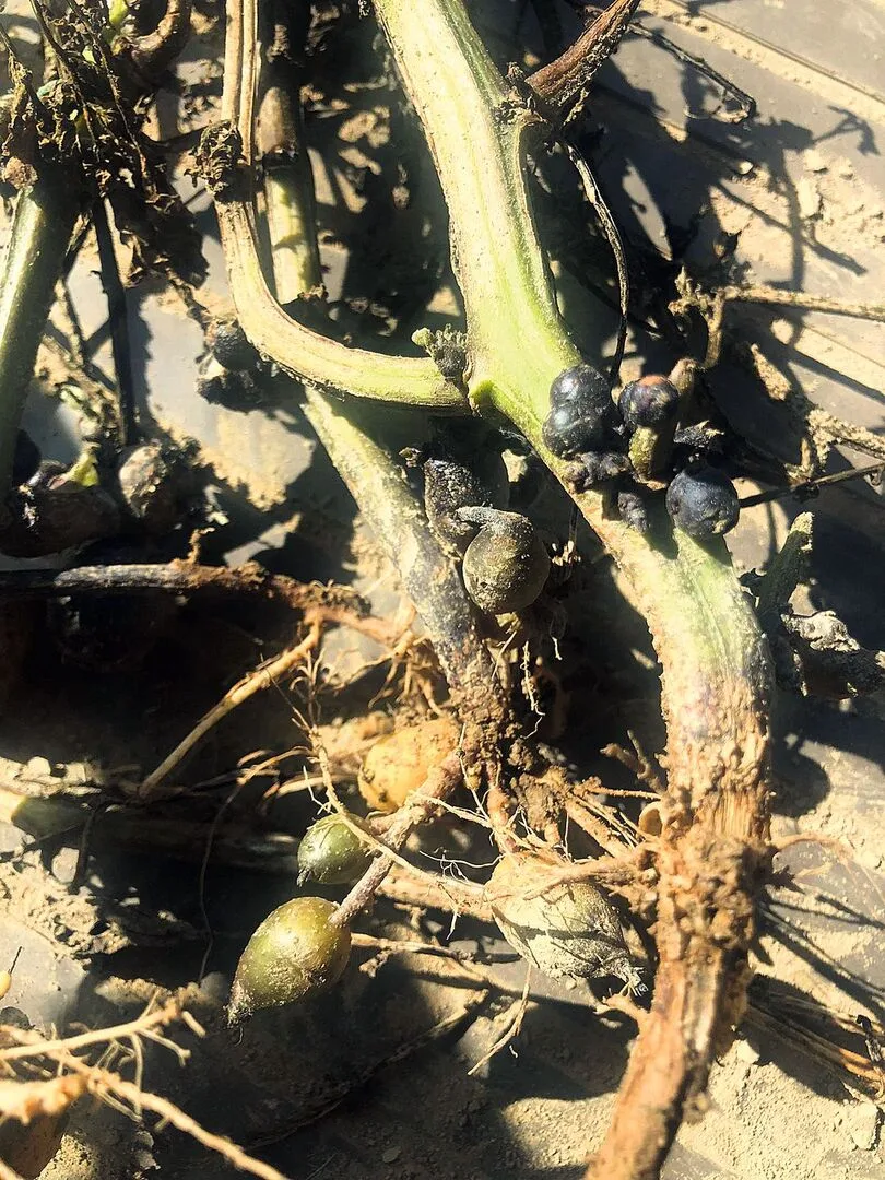 Bei befallenen Stauden waren die Blätter rotviolett und die Staudenbasis war abgestorben. Zudem entstanden kleine, dunkle Luftknollen.