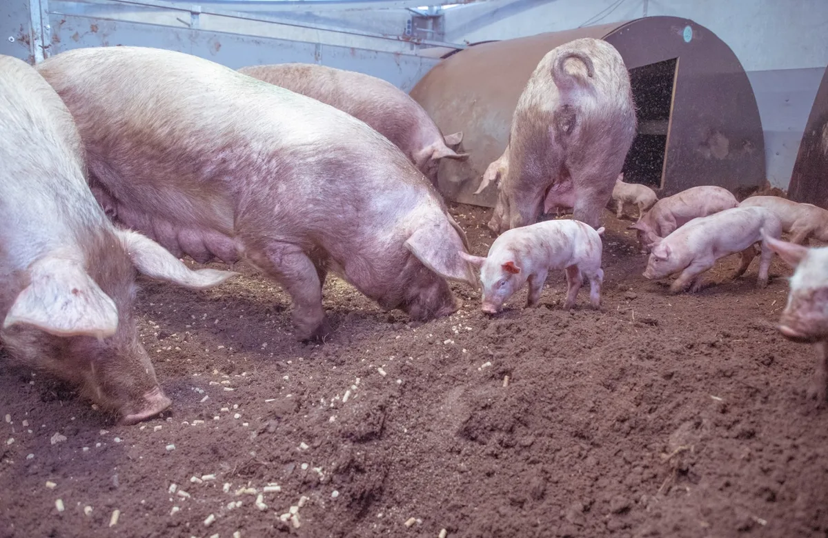 96877693aea282645ce2d44322504318e4a0283f m Familienstall fällt das Kraftfutter von der Decke herab. Durch die Futtersuche können die Tiere ihren Erkundungsdrang ausleben. (Bild Hetfamilievarken)