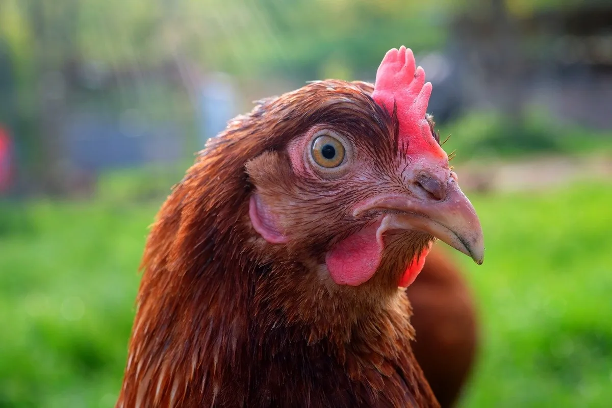 8c720f115f80f864c5b5cbbf53a30531cc4de134 Was ist für das Wohlergehen eines Huhns wichtig? Welche Bedürfnisse hat ein Schwein? – Solche Fragen müssten aus Sicht der GTS wissenschaftlich beantwortet werden, um das Tierwohl zu verbessern. (Bild Pixabay)