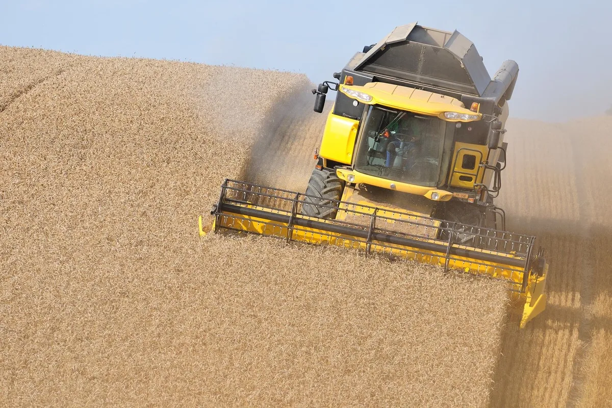 aa9304e08fcd3abac4c7d17a90eb1b5b5d70a2a9 Weil sich der Anbau von Futterweizen nicht rentiert, sinkt die Produktion. (Cédric Péclard/landwirtschaft.ch)