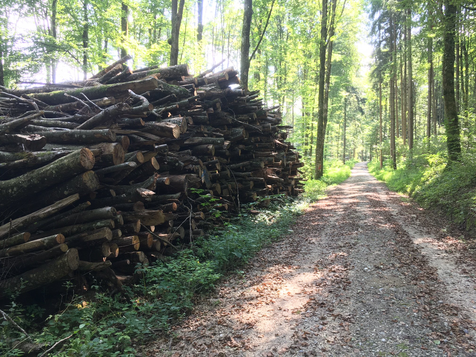 Der Bund hat grosse Pläne mit dem Schweizer Wald